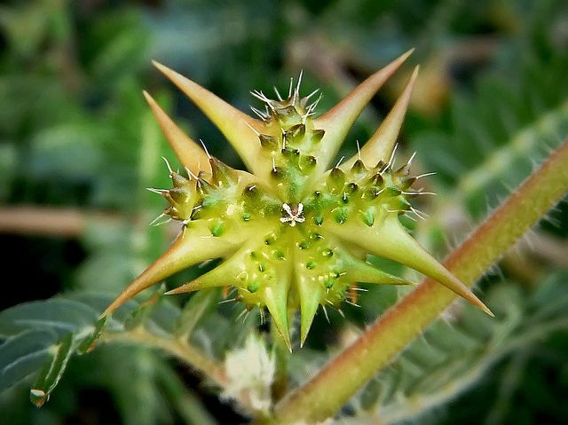 TRIBULUS